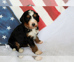 Small Photo #3 Bernedoodle Puppy For Sale in CARLOCK, IL, USA