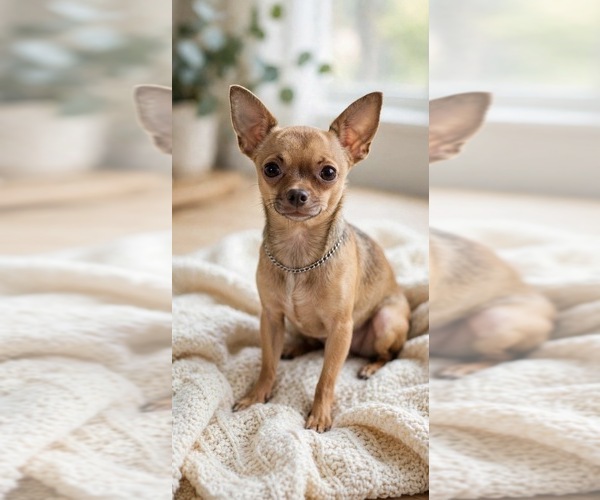 Medium Photo #1 Chihuahua Puppy For Sale in HUBERT, NC, USA