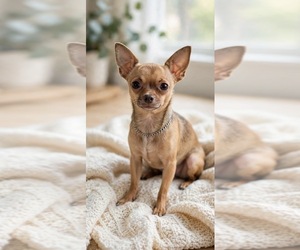 Mother of the Chihuahua puppies born on 07/24/2026
