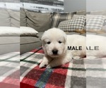 Image preview for Ad Listing. Nickname: Litter of 5