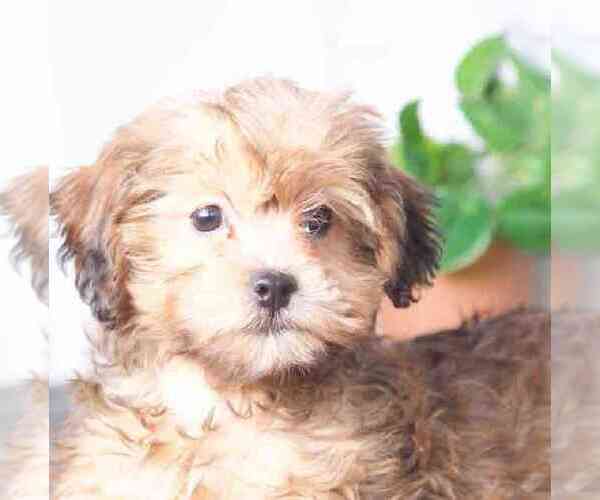 Medium Photo #2 Shih-Poo Puppy For Sale in RED LION, PA, USA