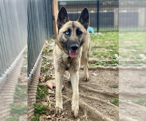 Medium Photo #3 German Shepherd Dog Puppy For Sale in Riverside, CA, USA