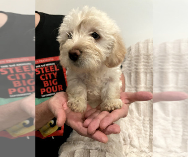 Medium Photo #12 Goldendoodle Puppy For Sale in IRWIN, PA, USA
