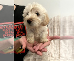 Small Photo #12 Goldendoodle Puppy For Sale in IRWIN, PA, USA