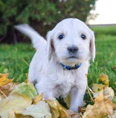 Goldendoodle Puppy for sale in GRAND JUNCTION, CO, USA