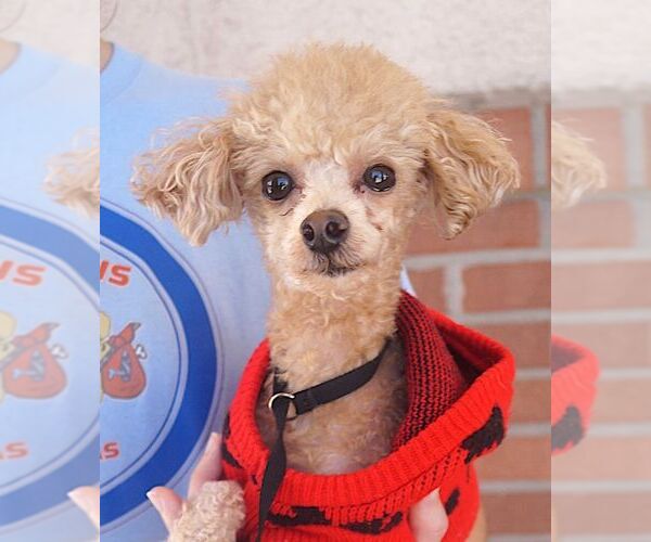 Medium Photo #2 Poodle (Toy) Puppy For Sale in Carrollton, TX, USA