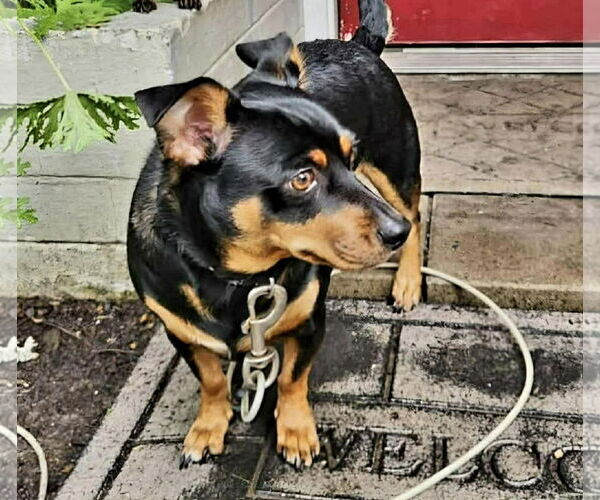 Medium Photo #2 Dachshund-Unknown Mix Puppy For Sale in Fenton, MO, USA