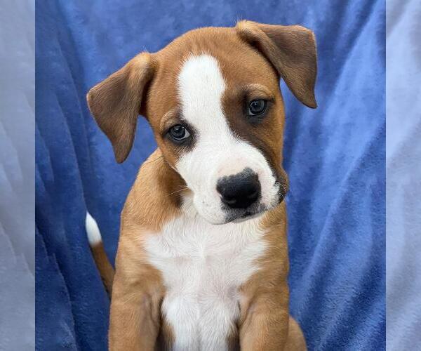 Medium Photo #5 Labrador Retriever-Unknown Mix Puppy For Sale in San Diego, CA, USA