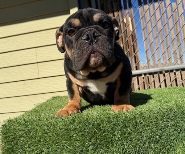 Medium Photo #4 English Bulldog Puppy For Sale in WEST HOLLYWOOD, CA, USA