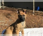 Small Photo #2 Belgian Malinois Puppy For Sale in VACAVILLE, CA, USA