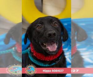 Labrador Retriever-Unknown Mix Dogs for adoption in Mobile, AL, USA