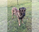 Small #1 German Shepherd Dog