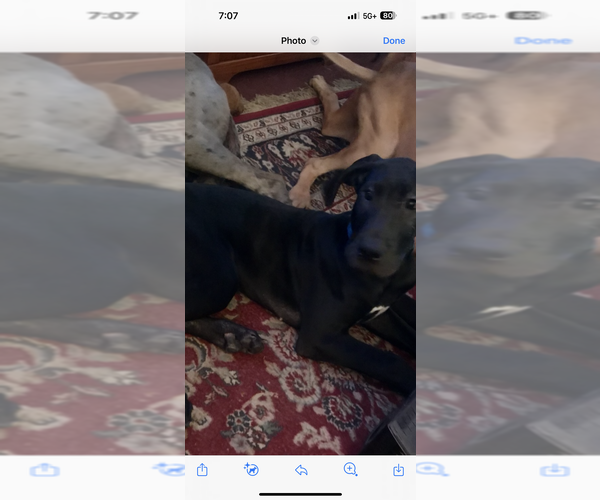 Medium Photo #24 Great Dane Puppy For Sale in ALIQUIPPA, PA, USA