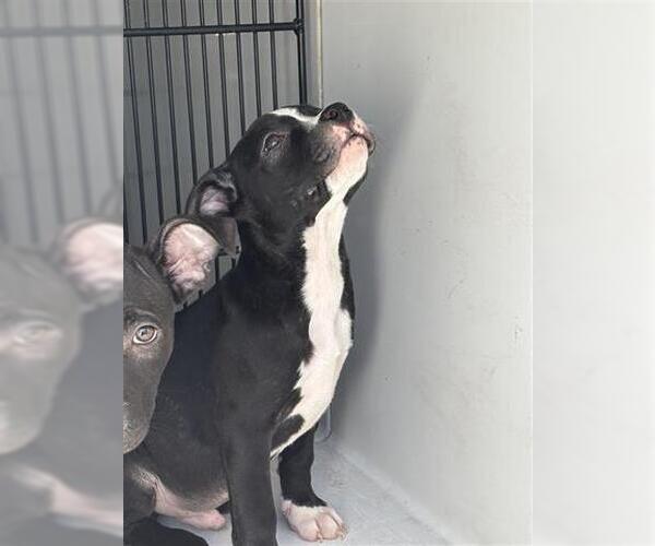 Medium Photo #1 American Pit Bull Terrier Puppy For Sale in Houston, TX, USA