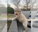 Small Photo #1 Labradoodle Puppy For Sale in MARBLE FALLS, TX, USA