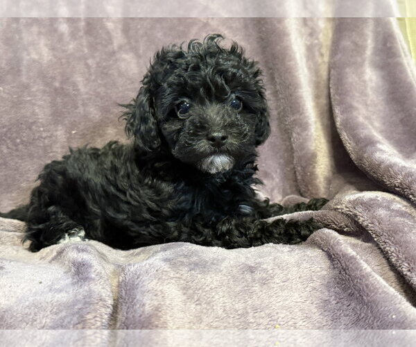 Medium Photo #1 Poodle (Miniature)-Unknown Mix Puppy For Sale in Pacolet, SC, USA