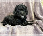 Small Poodle (Miniature) Mix
