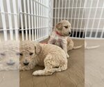 Small Photo #7 Goldendoodle Puppy For Sale in ZEBULON, NC, USA