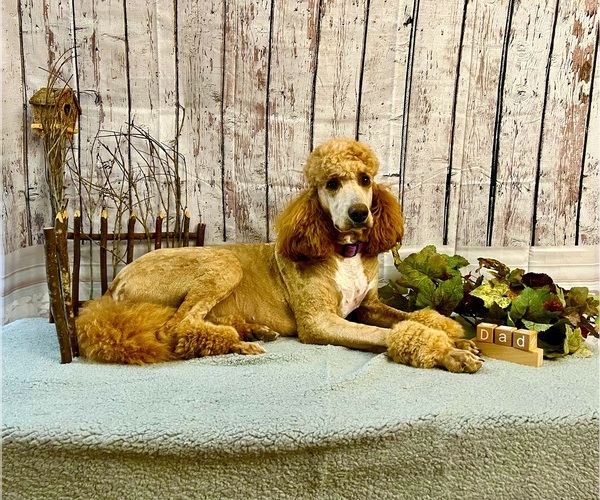 Medium Photo #4 Poodle (Standard) Puppy For Sale in FRUITLAND, ID, USA