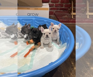 French Bulldog Puppy for sale in RIVERSIDE, CA, USA