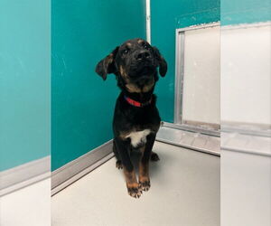 German Shepherd Dog-Unknown Mix Dogs for adoption in Oklahoma City, OK, USA