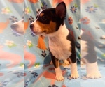 Small #4 Basenji