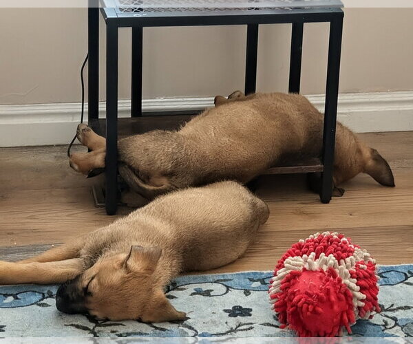 Medium Photo #11 Mutt Puppy For Sale in Sandy, UT, USA