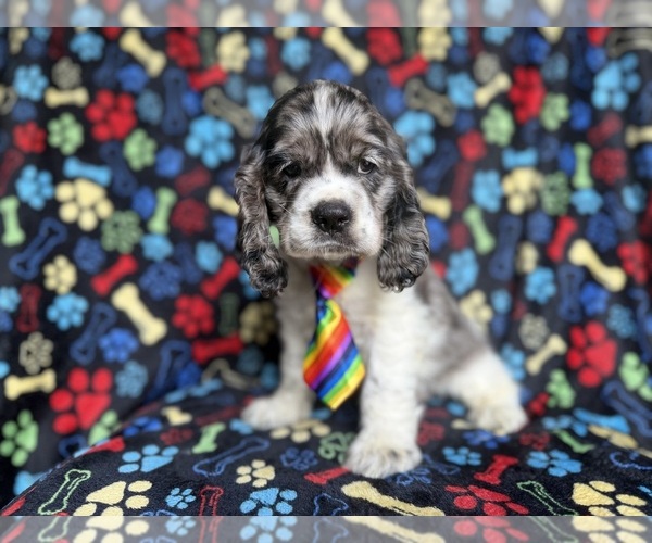 Medium Photo #3 Cocker Spaniel Puppy For Sale in LAKELAND, FL, USA