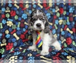 Small #2 Cocker Spaniel