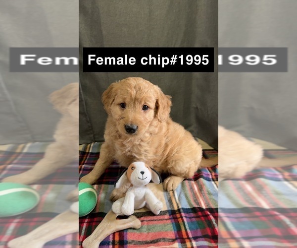 Medium Photo #2 Golden Retriever-Poodle (Toy) Mix Puppy For Sale in DONNELLSON, IA, USA