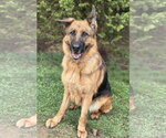 Small #2 German Shepherd Dog