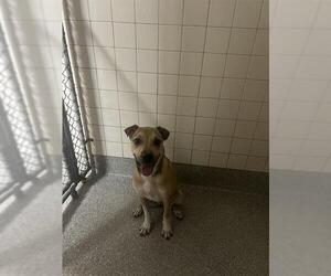 American Pit Bull Terrier Dogs for adoption in Pasadena, TX, USA