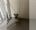 Small American Pit Bull Terrier