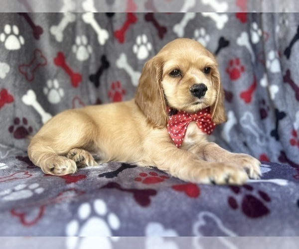 Medium Photo #8 Cocker Spaniel Puppy For Sale in LAKELAND, FL, USA
