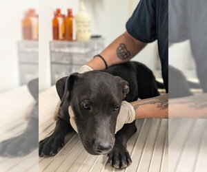 Mutt Dogs for adoption in Bakersfield, CA, USA