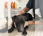 PUP 14 - Male Mutt Dog for Adoption - Small photo
