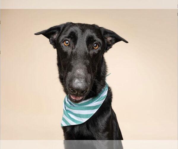 Medium Photo #2 German Shepherd Dog Puppy For Sale in Plantation, FL, USA