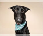 Small #1 German Shepherd Dog