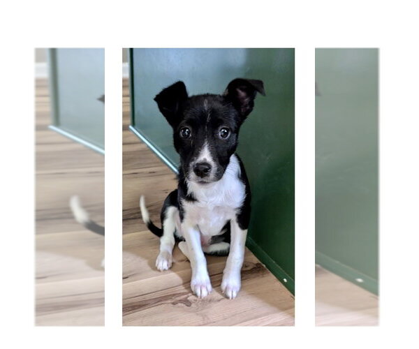 Medium Photo #1 Feist Terrier-Unknown Mix Puppy For Sale in Mooresville, NC, USA