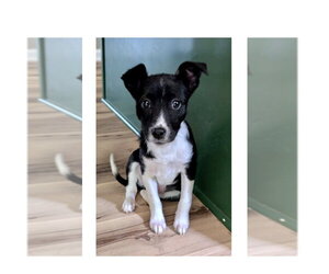 Feist Terrier-Unknown Mix Dogs for adoption in Mooresville, NC, USA