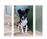 Small Feist Terrier Mix