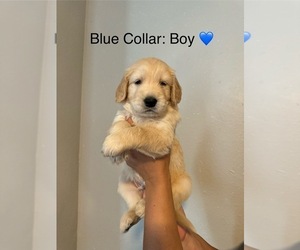 Golden Retriever Puppy for sale in FORT WORTH, TX, USA
