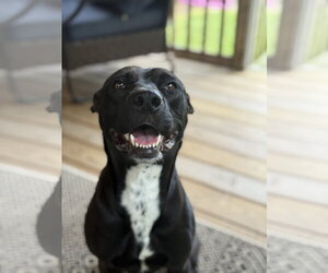 Darla - Female Labrador Retriever-Unknown Mix Dog for Adoption - Photo #13