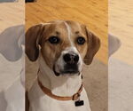 Small #18 American Pit Bull Terrier-Treeing Walker Coonhound Mix