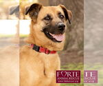 Small #9 Labrador Retriever Mix