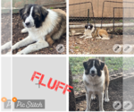 Small Anatolian Shepherd-Great Pyrenees Mix