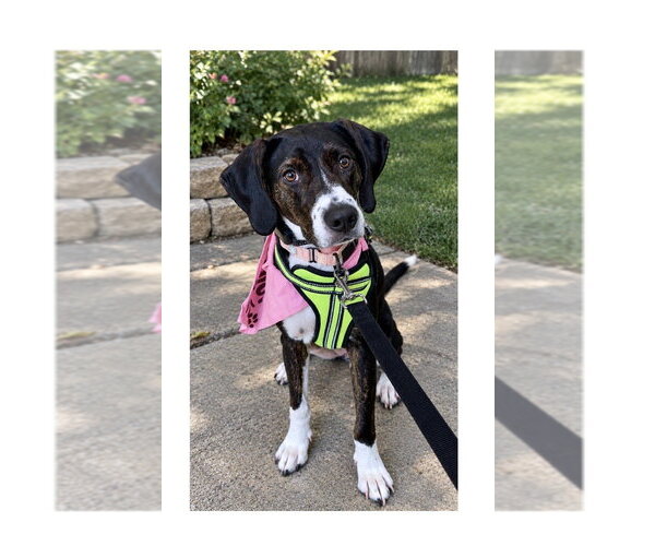 Medium Photo #9 Mutt Puppy For Sale in Mooresville, NC, USA