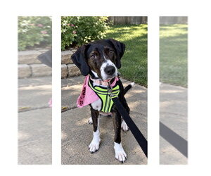 Ginny - Female Mutt Dog for Adoption - Photo #9