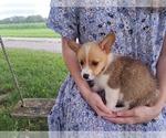 Small Photo #17 Pembroke Welsh Corgi Puppy For Sale in SHILOH, OH, USA