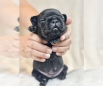 Puppy 7 French Bulldog
